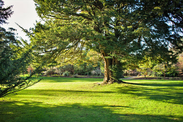 10 PACIFIC YEW Tree Taxus Baccata Brevifolia Evergreen Conifer Sun or Shade Red Ornamental Berry Native Tree Seeds